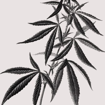hemp